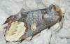 Phalera bucephaloides